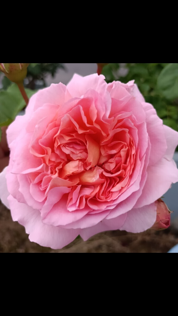 廃番品種 エマニュエル拍卖