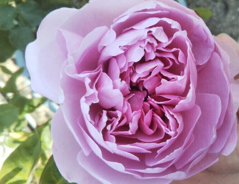 廃盤品種  チャールズ・レニー・マッキントッシュ拍卖