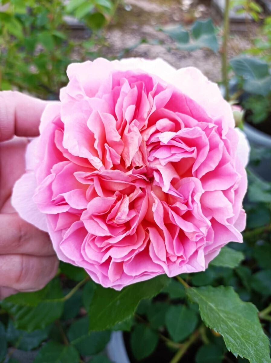 廃盤品種 エマニュエル拍卖