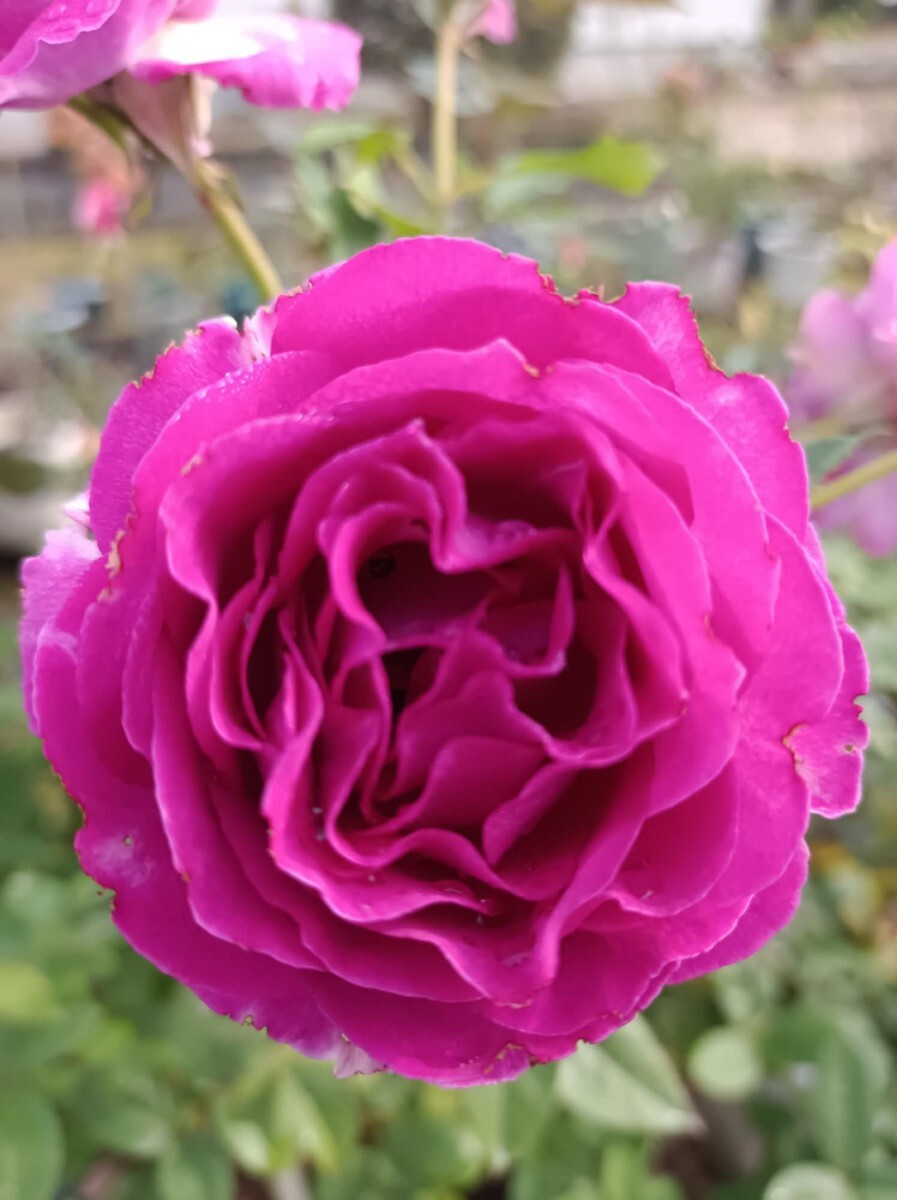 オールドローズ オラスベルネ拍卖