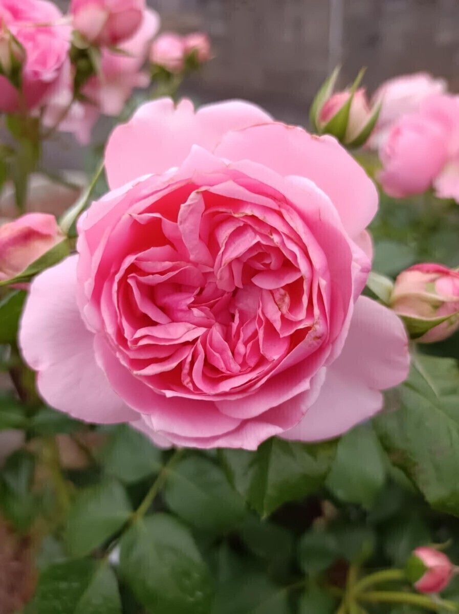 ピンク・アブラハム・ダービー④ アブラハム・ダービーの枝変わり!拍卖