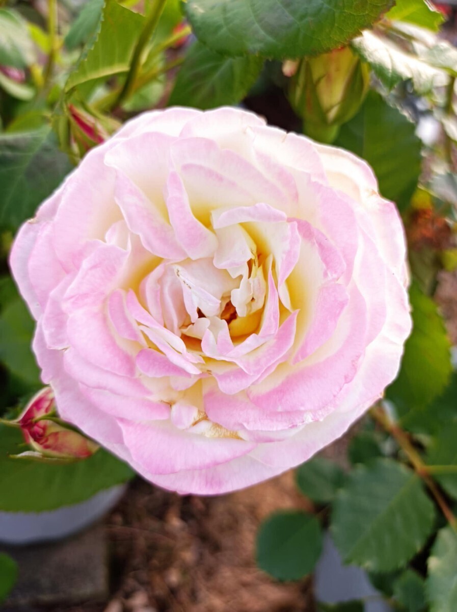 オロール・ドゥ・ジャックマリー②拍卖