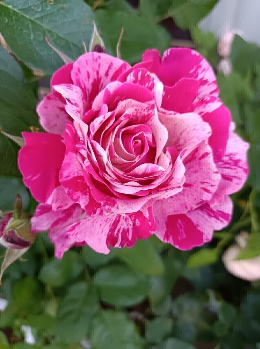 入手困難 ルビー・キャッツアイ拍卖