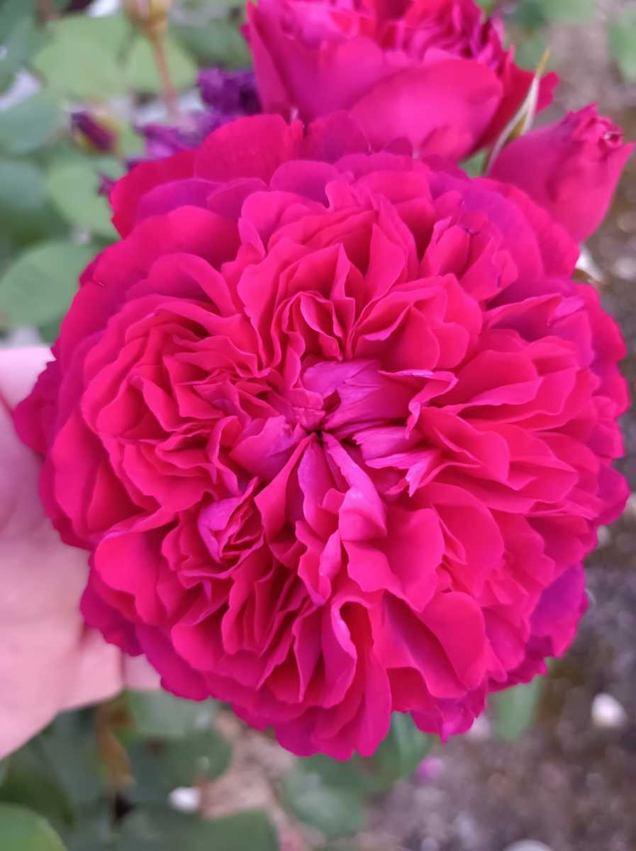 廃盤品種 ウィリアム・シェークスピア②拍卖