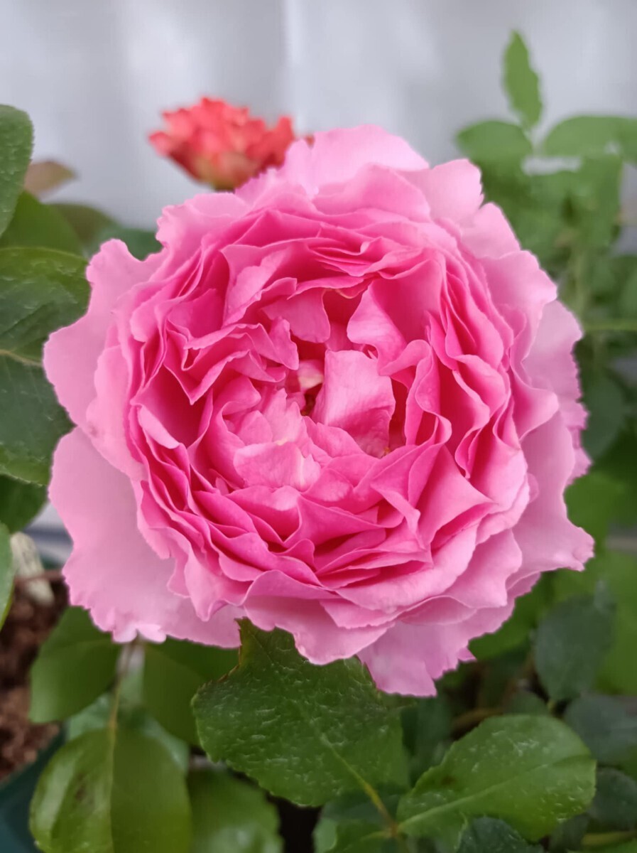 スウィート・イブピアッチェ拍卖