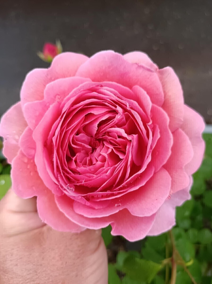 廃番品種 プリンセス・アレキサンドラ・オブ・ケント拍卖