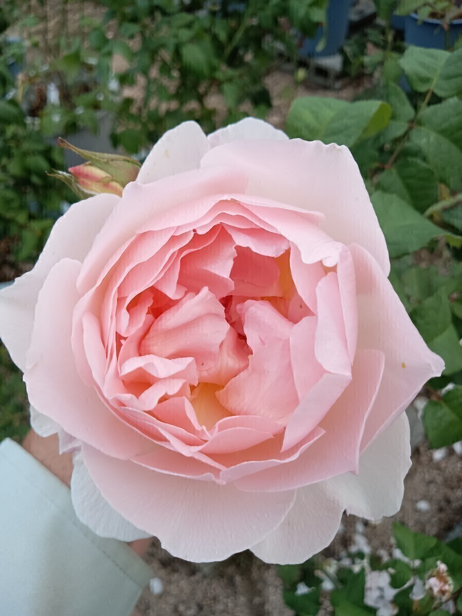 廃盤品種 シャリファ・アスマ②拍卖