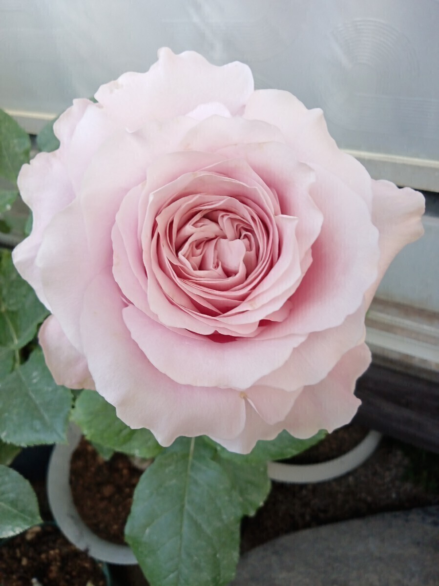 オール4ブーケ②拍卖