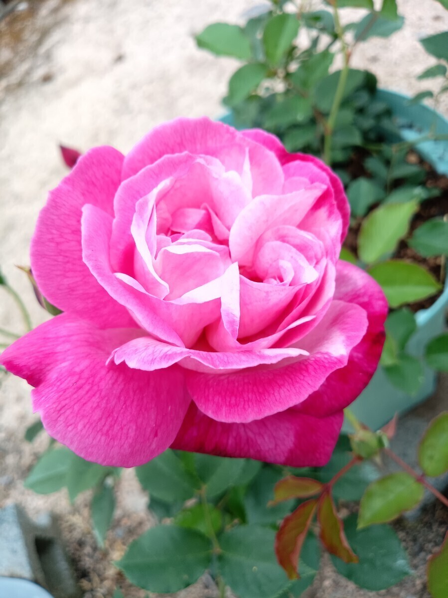 オールドローズ ソフィーズ・パーペチュアル拍卖