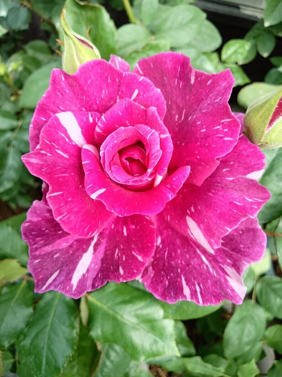 マジックリーク②拍卖