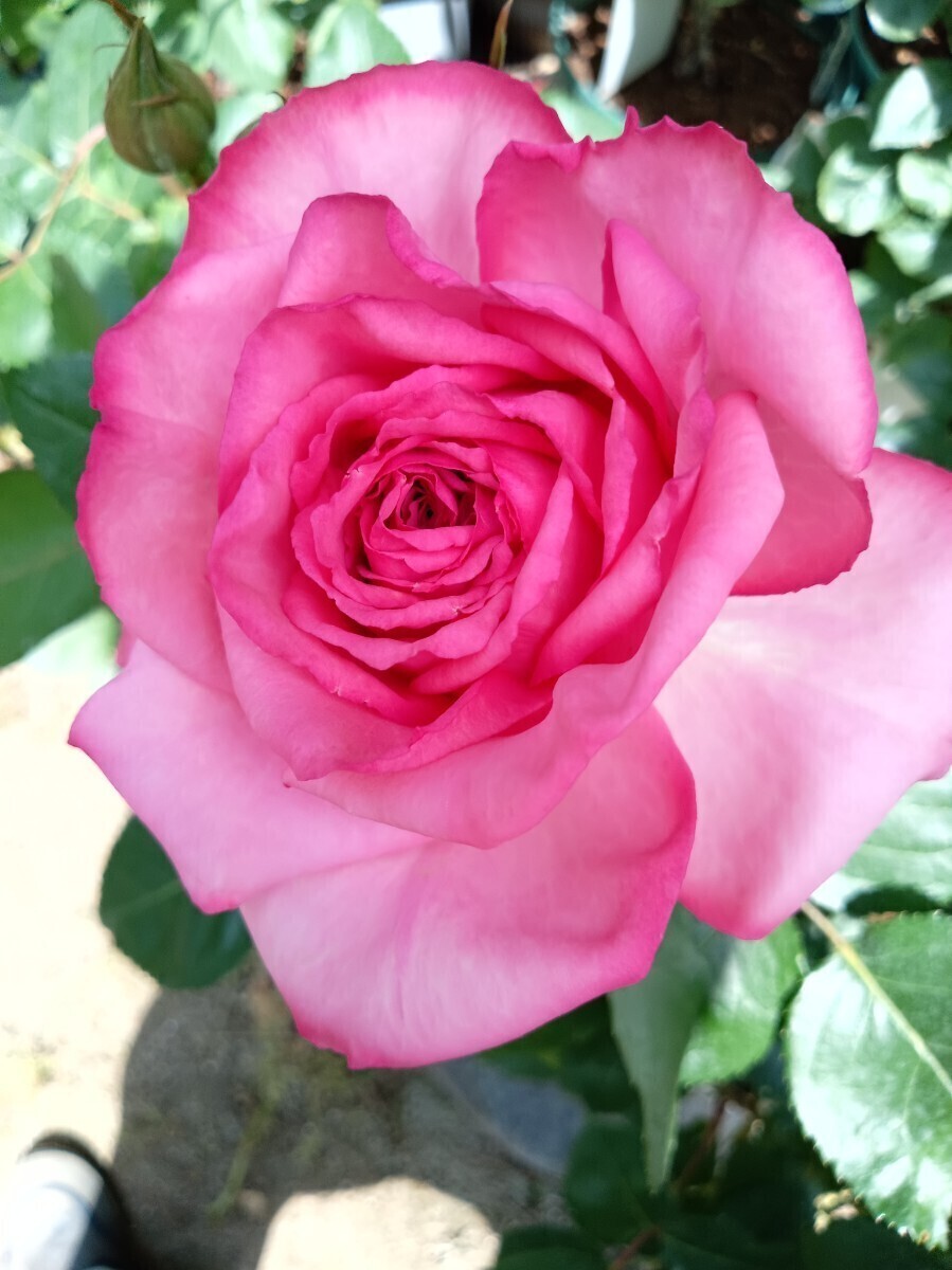 イブ系 ローズシノ②拍卖