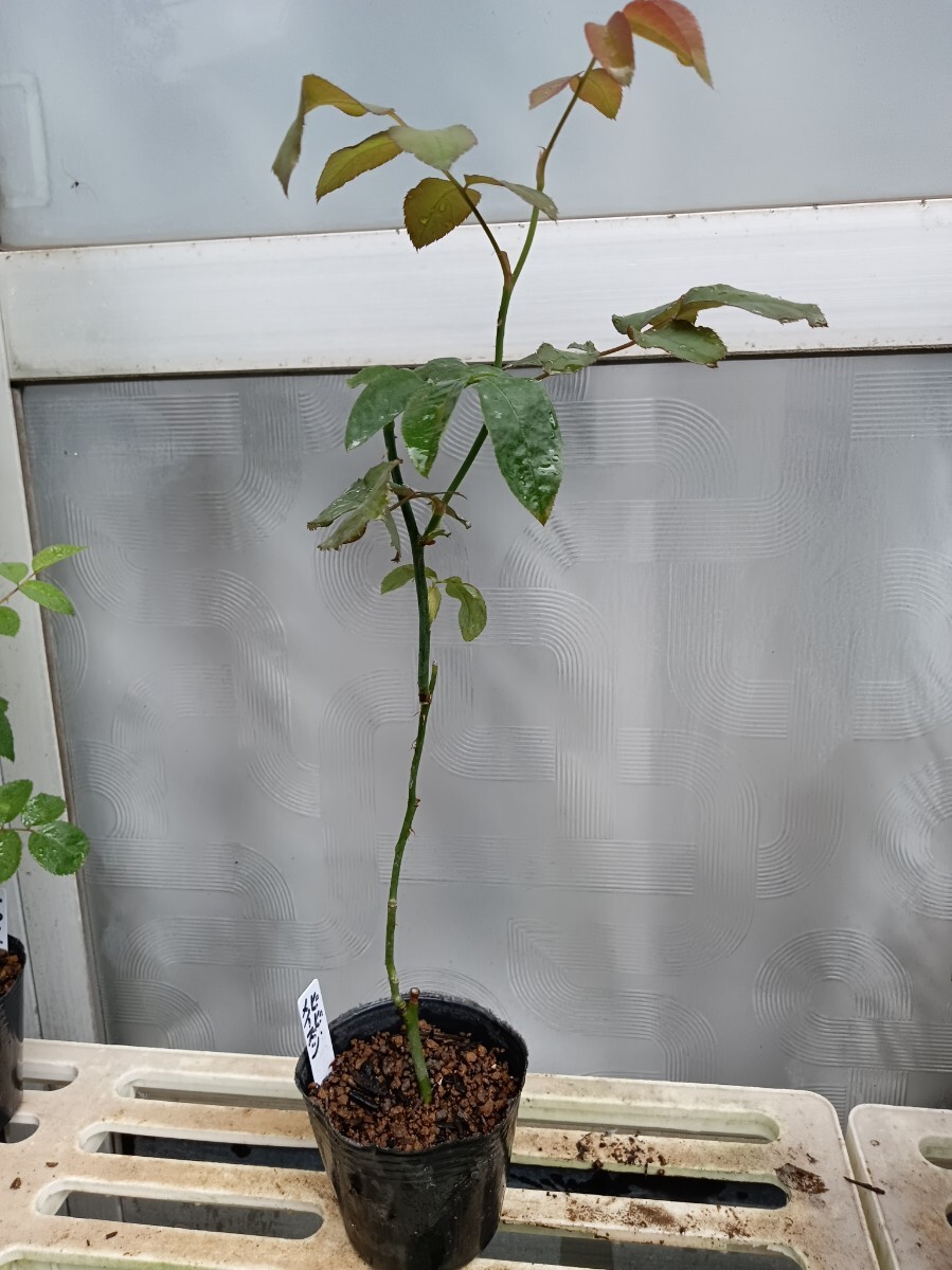 廃番品種 ビビ・メイズン拍卖