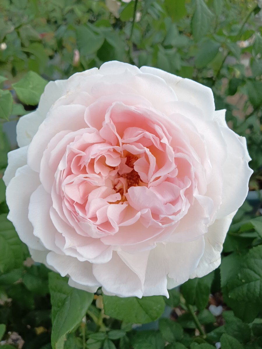 廃番品種 シャリファ・アスマ②拍卖