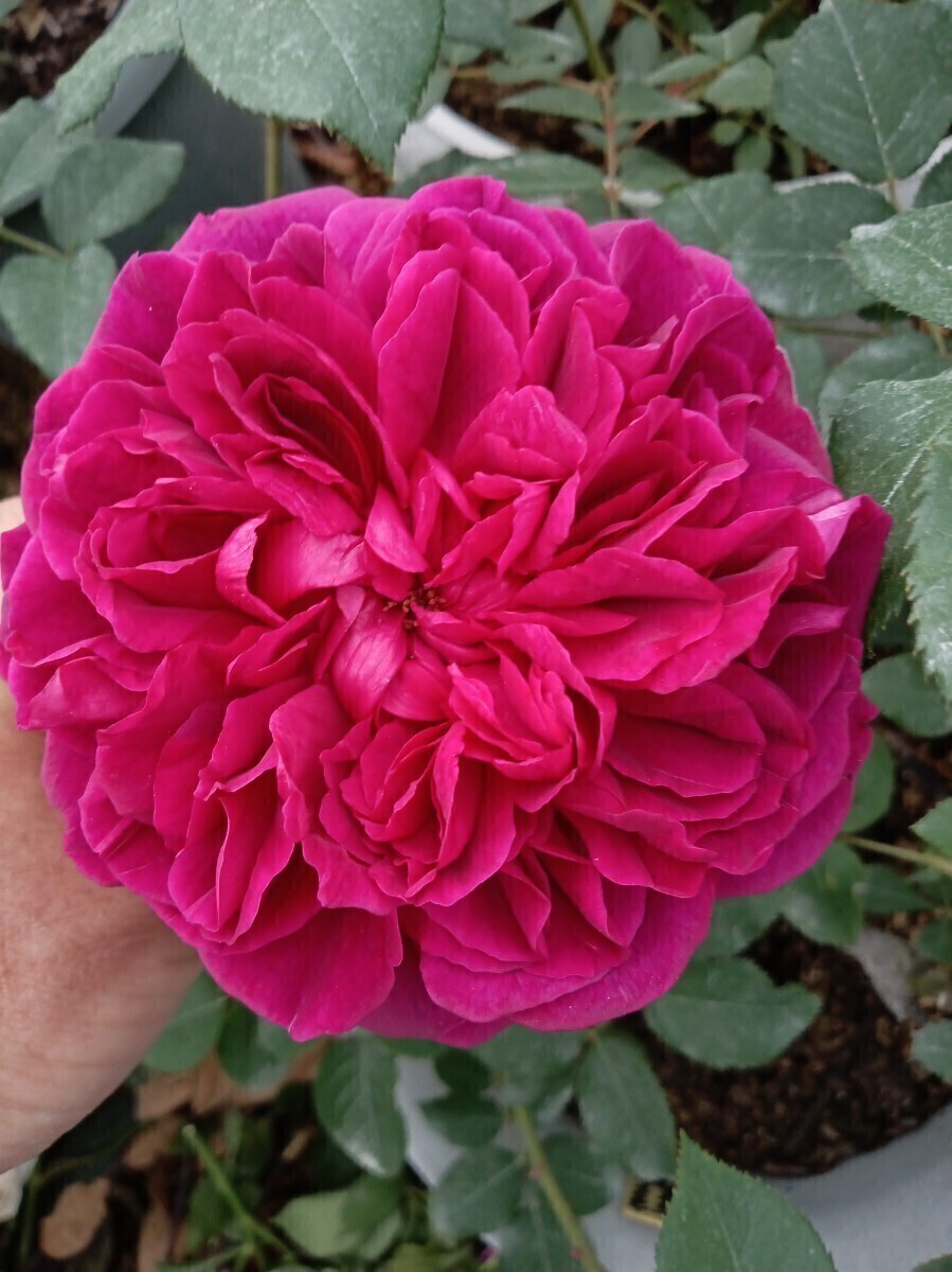 廃番品種 ウィリアム・シェークスピア2000拍卖