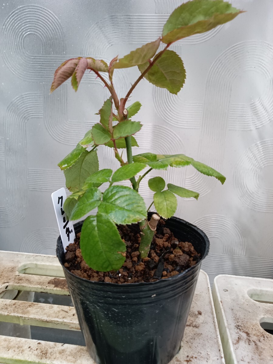 廃盤品種 クレシダ拍卖