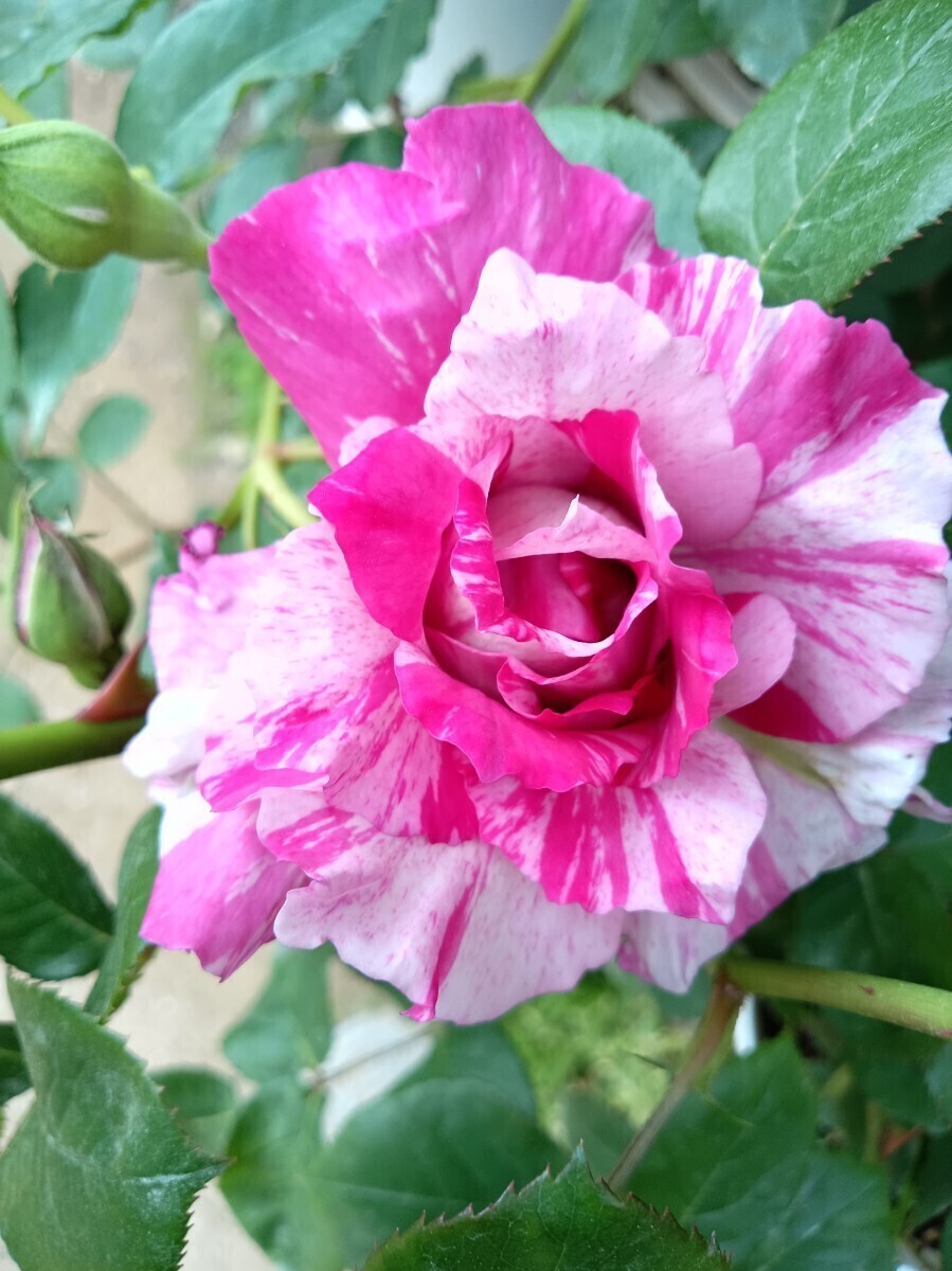 アルカンシェル拍卖