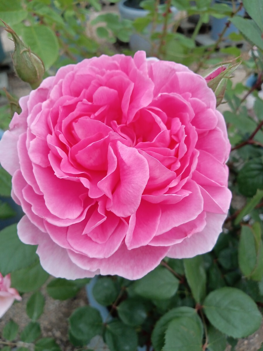 廃番品種 ジョン・クレア拍卖