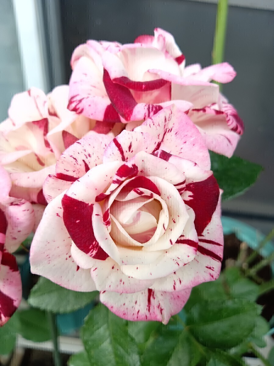 スパークリング・グラフィティ拍卖