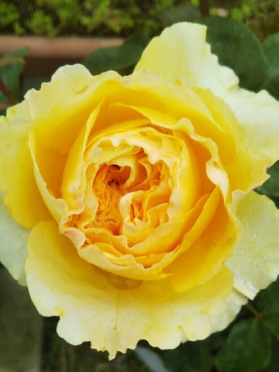 ベアトリス③拍卖