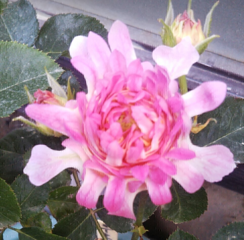 シーアネモネ②拍卖