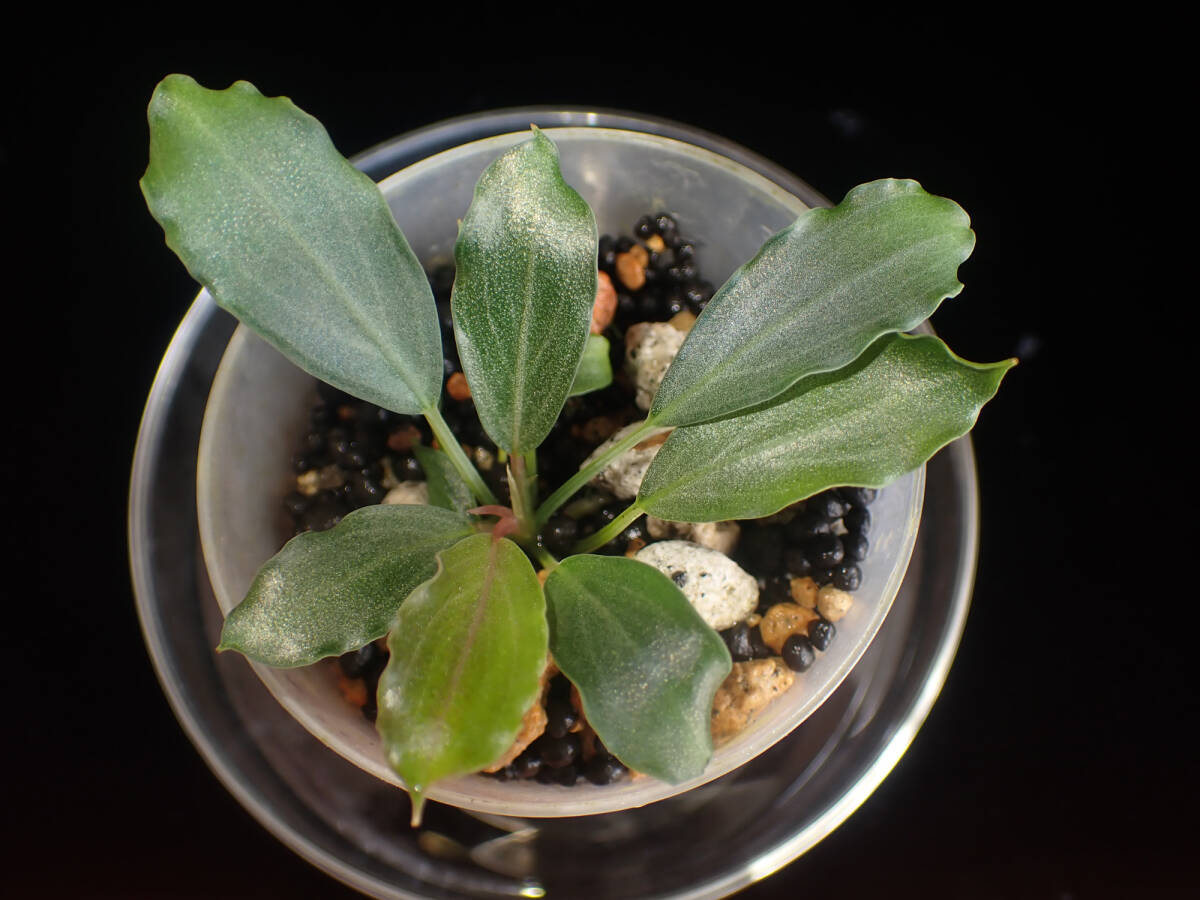 Bucephalandra sp. Pearl gray パールグレイ【TEAM BORNEO】3拍卖