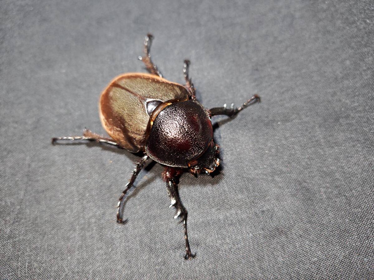 【 コーカサスオオカブト 】 ♀57.5m 単品 !!拍卖
