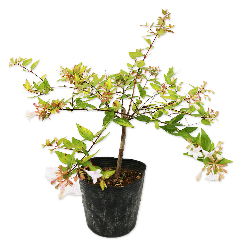 アベリア フランシスメイソン 10.5cmポット 50個 苗拍卖