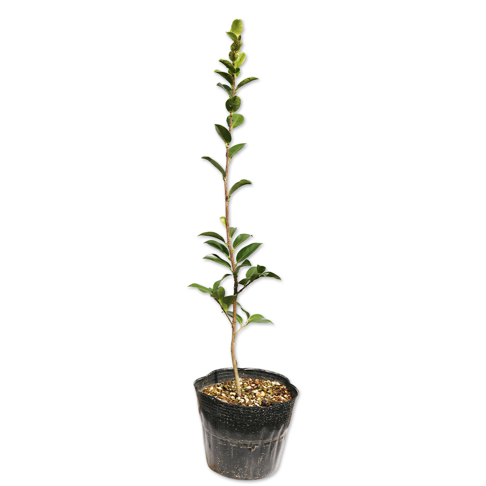 サザンカ タチカン赤花 0.4m 15cmポット 10本 苗拍卖