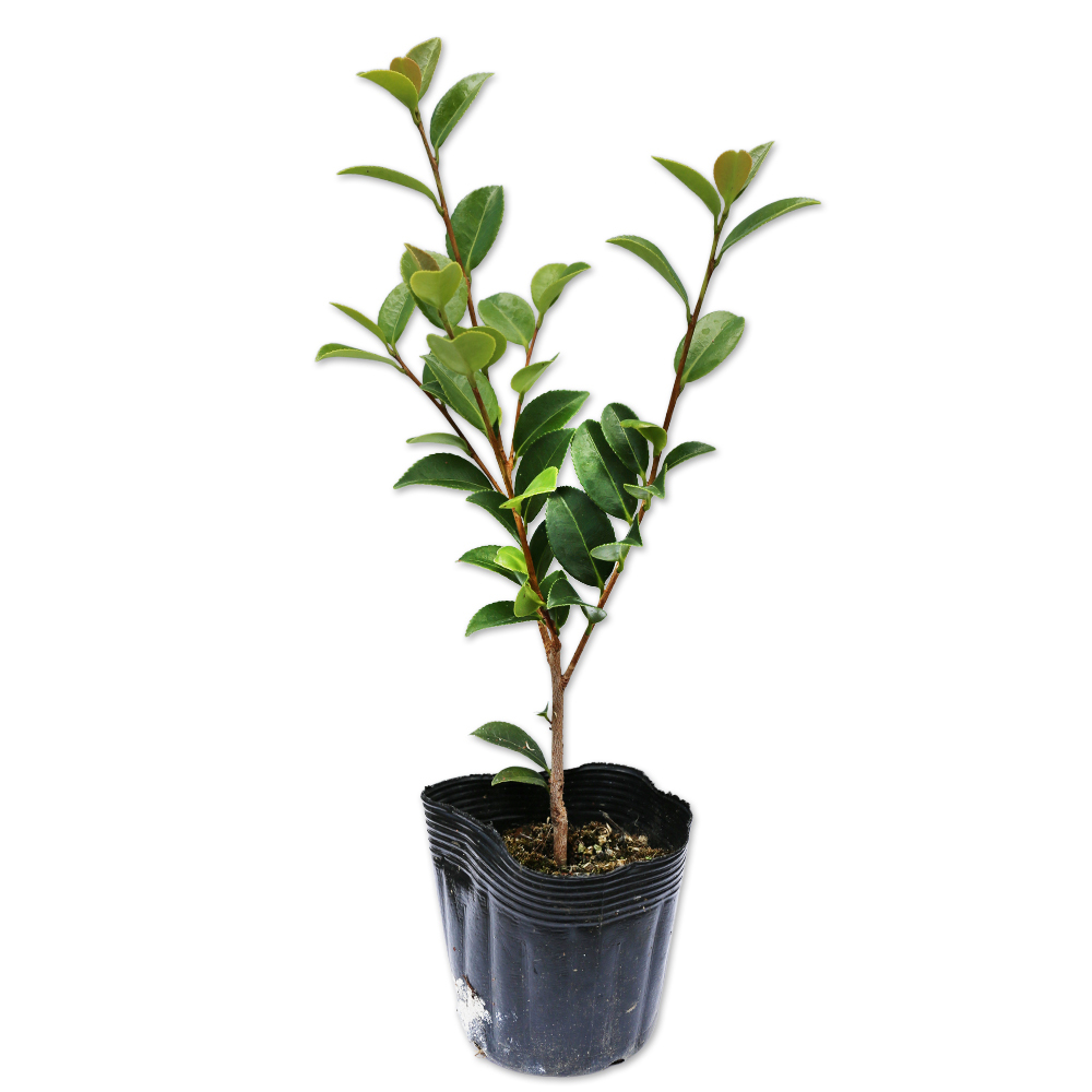 カンツバキ白花 0.2m 10.5cmポット 25個 苗拍卖