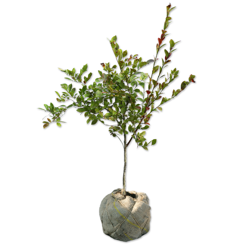 ブルーベリー (品種指定不可) 0.6m 露地 3本 苗拍卖