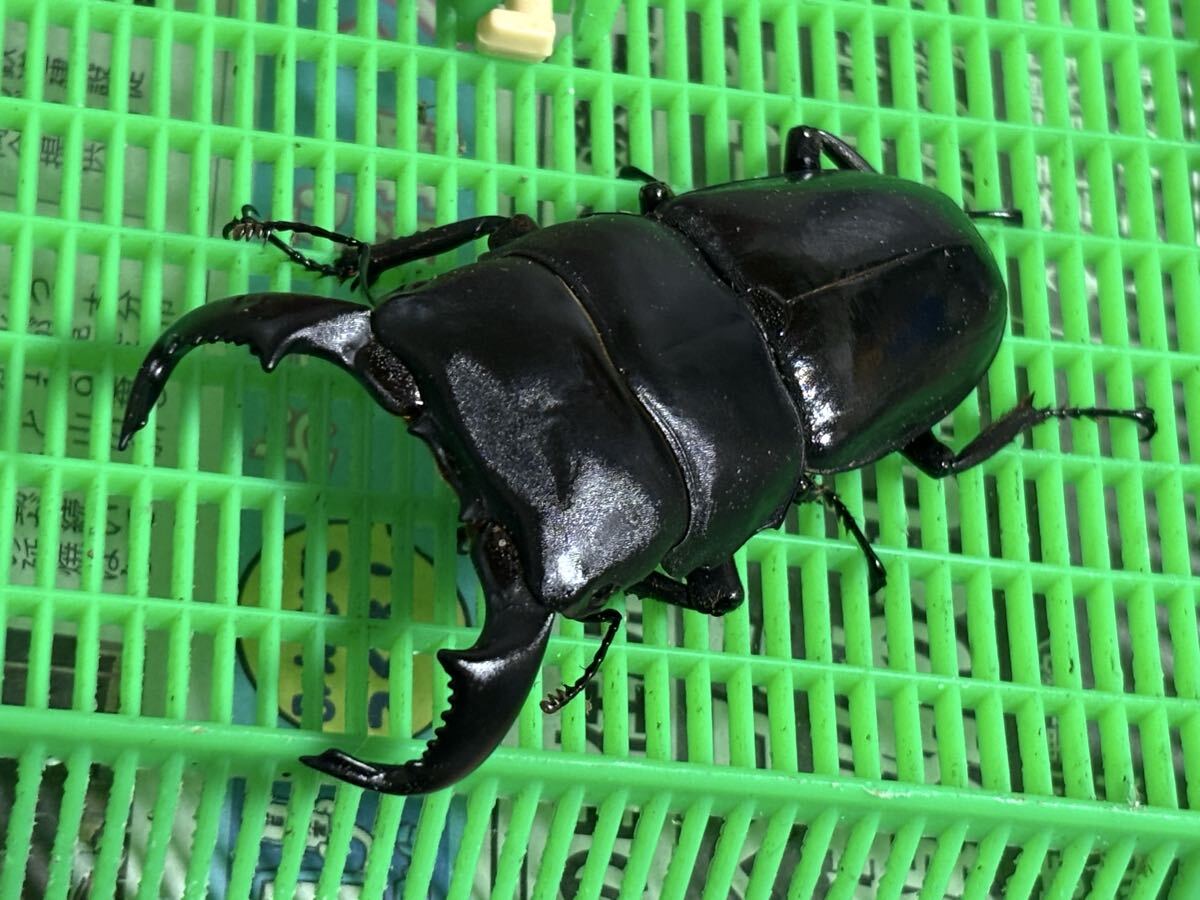 ダイオウヒラタクワガタ 5ペアセット 即ブリ イベント用 祭り用 1拍卖