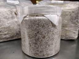 OVER80Lブロー16本入り¥650@拍卖