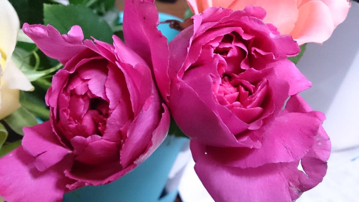 ★希少・イヴシリーズ★ブルジョア(5号)拍卖