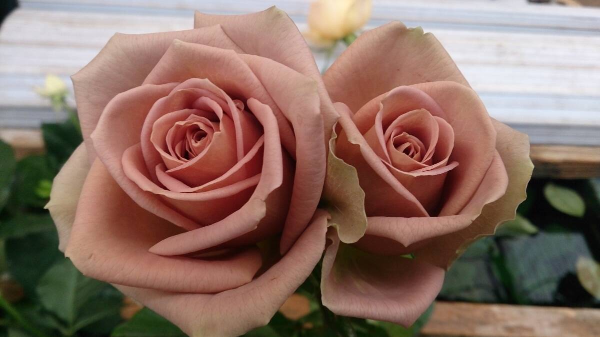 ★シックな花色・希少★ブルーショコラ(5号)拍卖