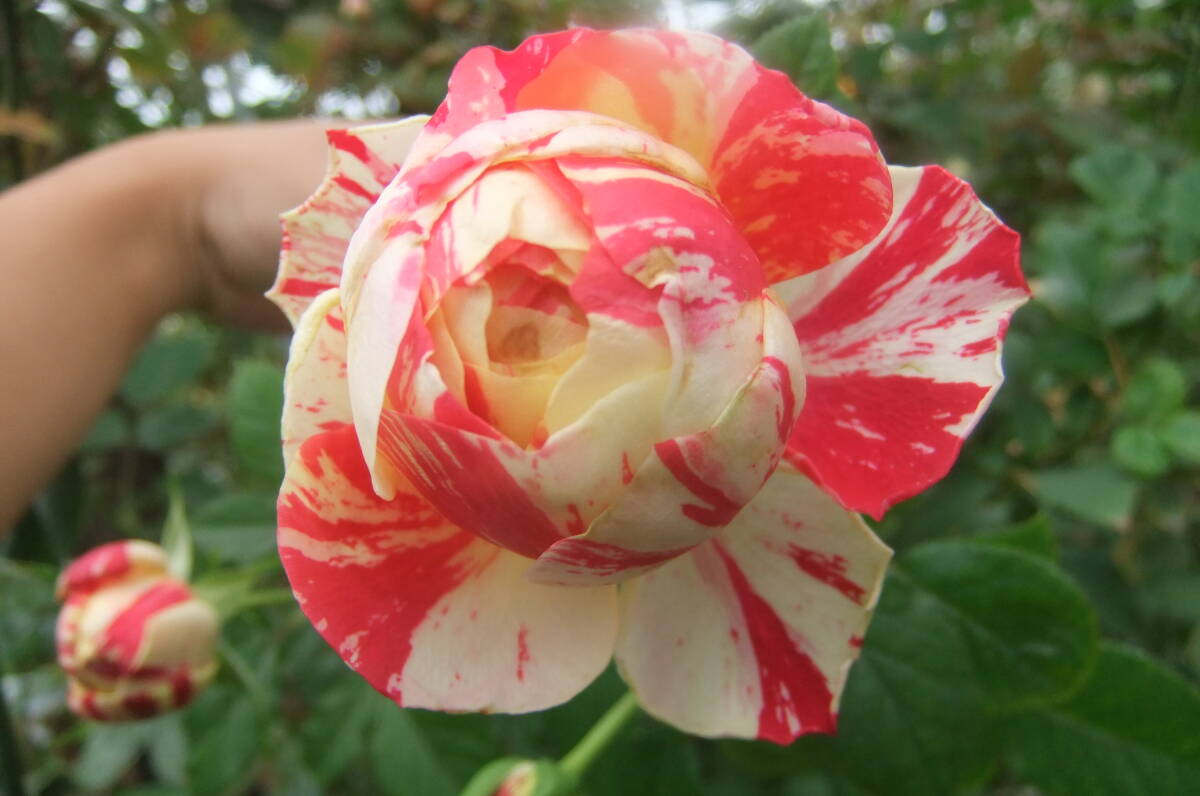 ★人気ラナンキュラシリーズ★パーティラナンキュラ(4号)拍卖