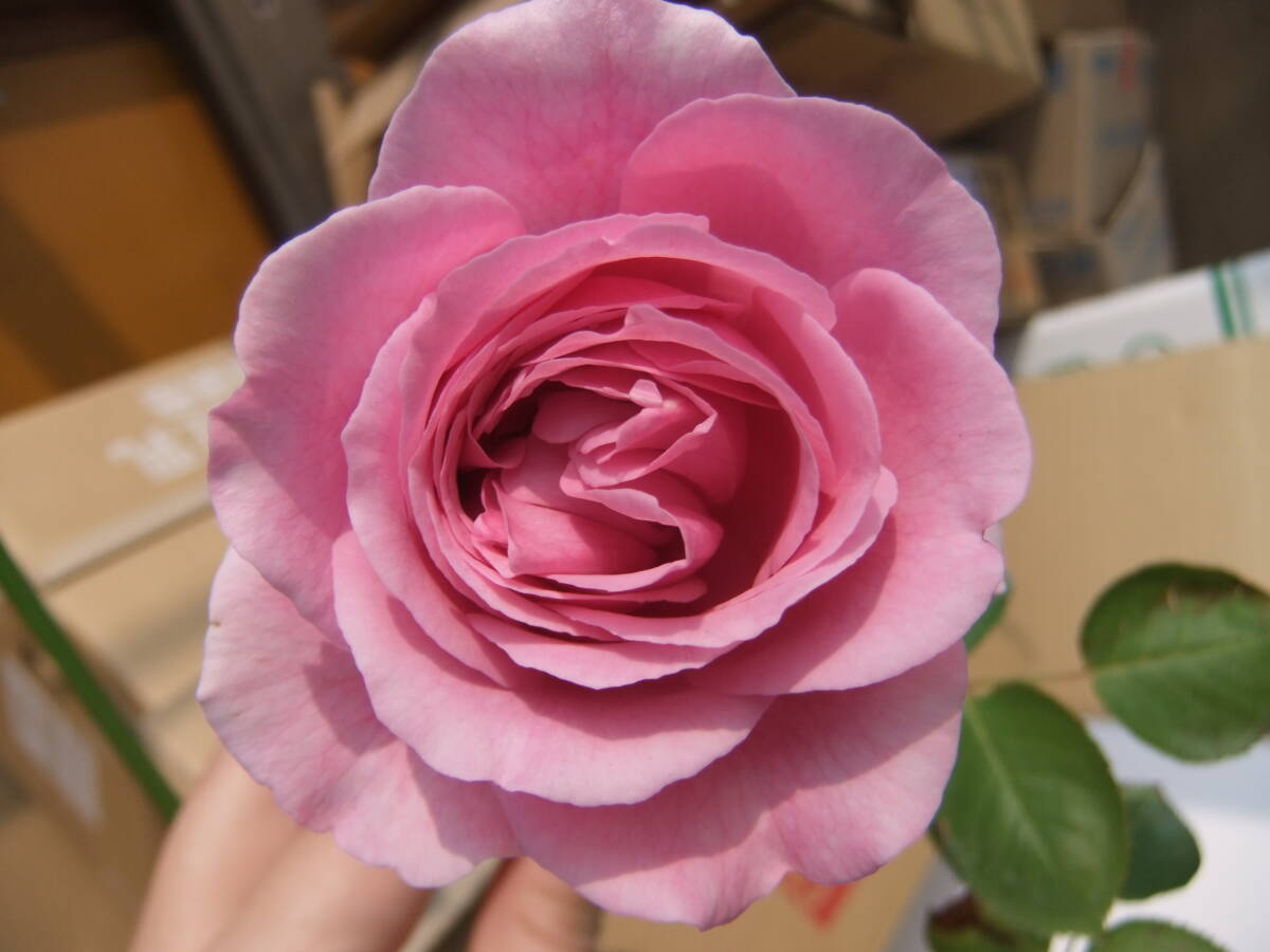 ★希少・イヴシリーズ★イヴソフィア(5号)拍卖