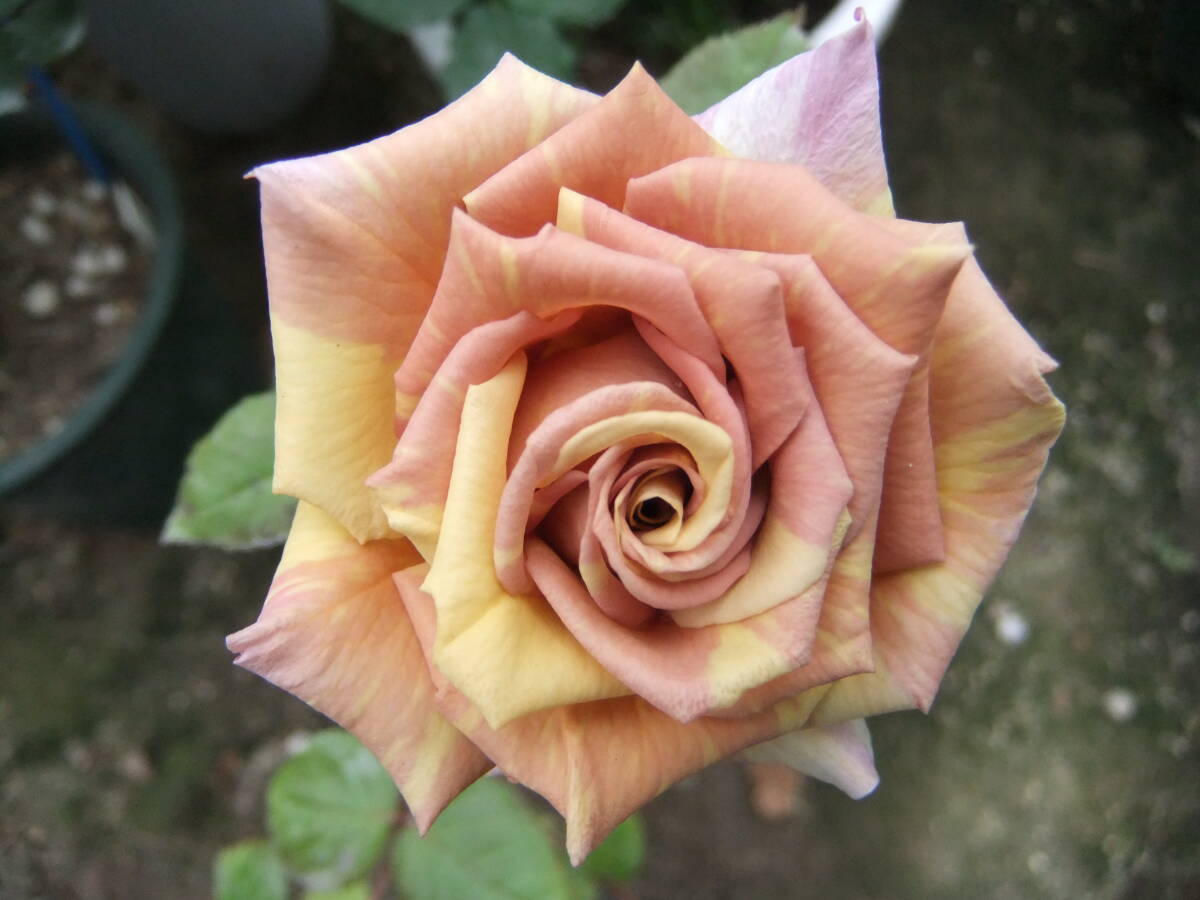 ★淡い三色の絞り・希少★マーブルショコラ(4号)拍卖