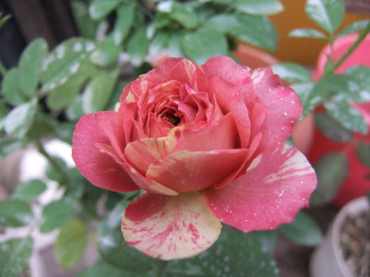 ★ラナンキュラシリーズ・切り花種★ビターラナンキュラ(4号)拍卖