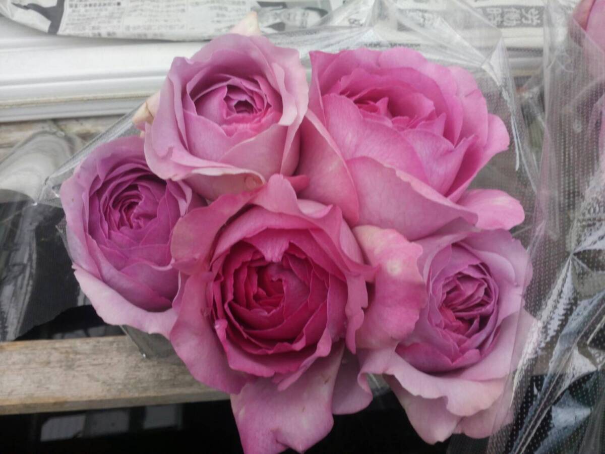 ★イヴ系・切り花種★アロマレーネ(5号)拍卖