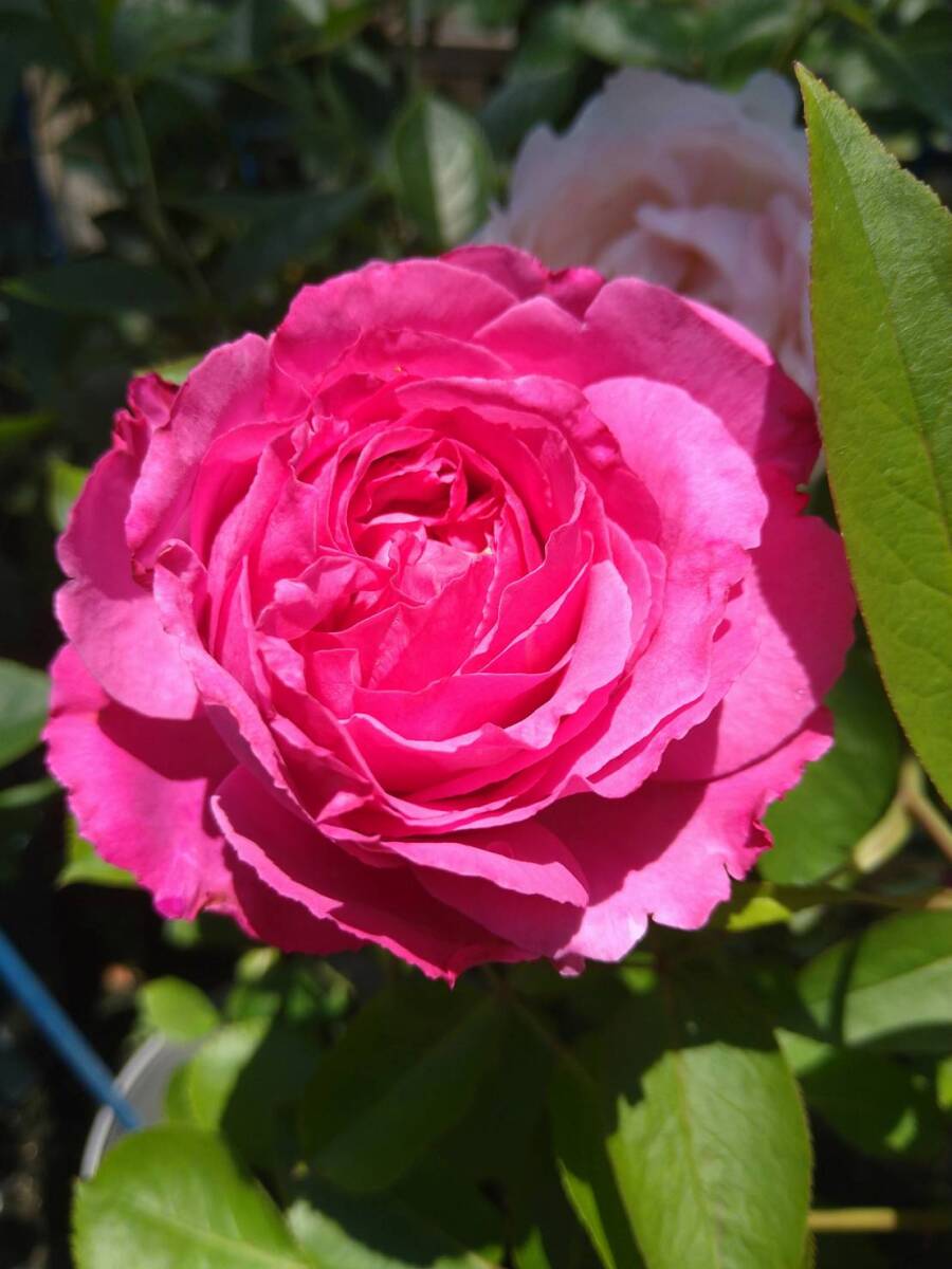 ★希少・イヴ・切り花種★ルビーピアッチェ(5号)拍卖