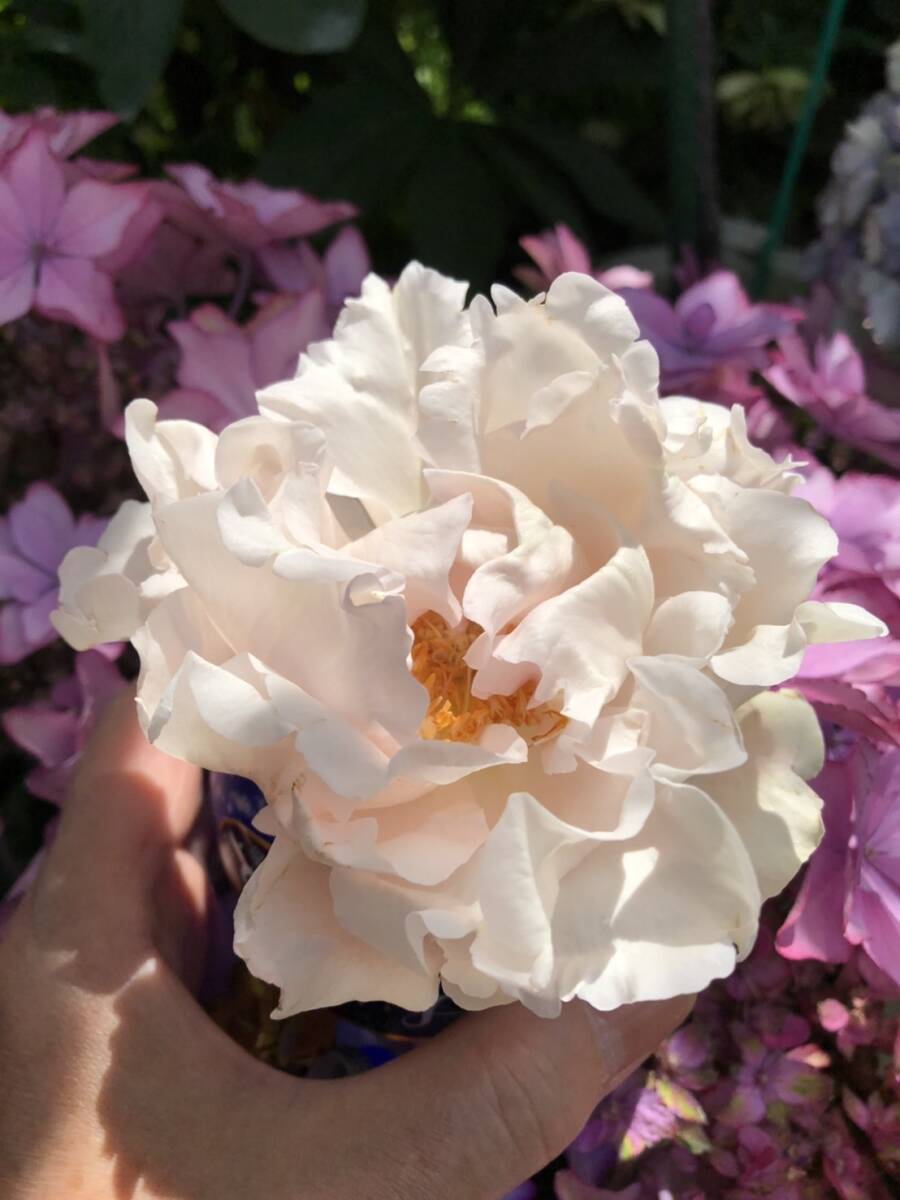 ★現在流通無し・レア・イヴ★フィードゥパルファム(5号)拍卖