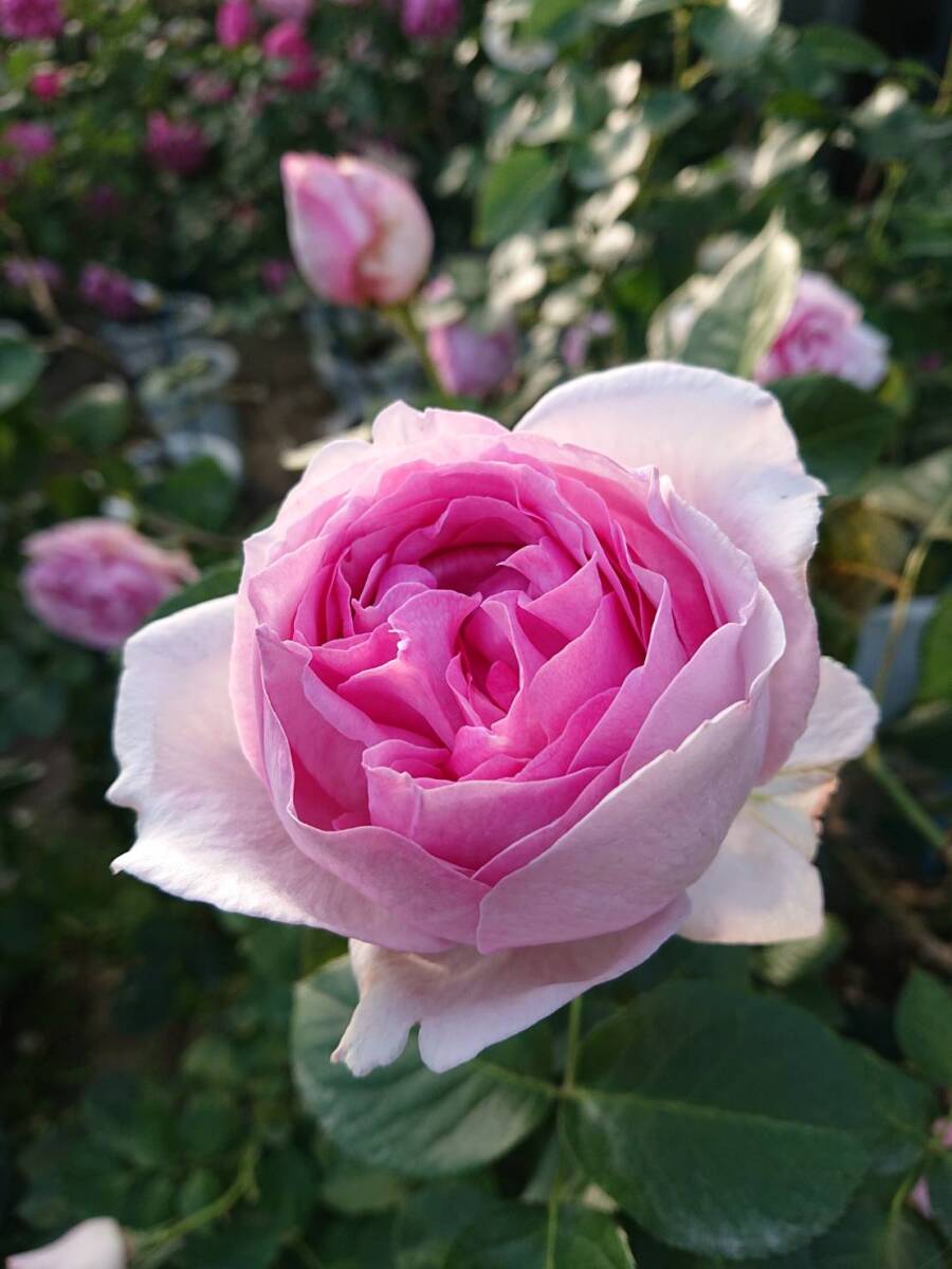 ★希少・イブシリーズ★イヴミオラ(5号)拍卖