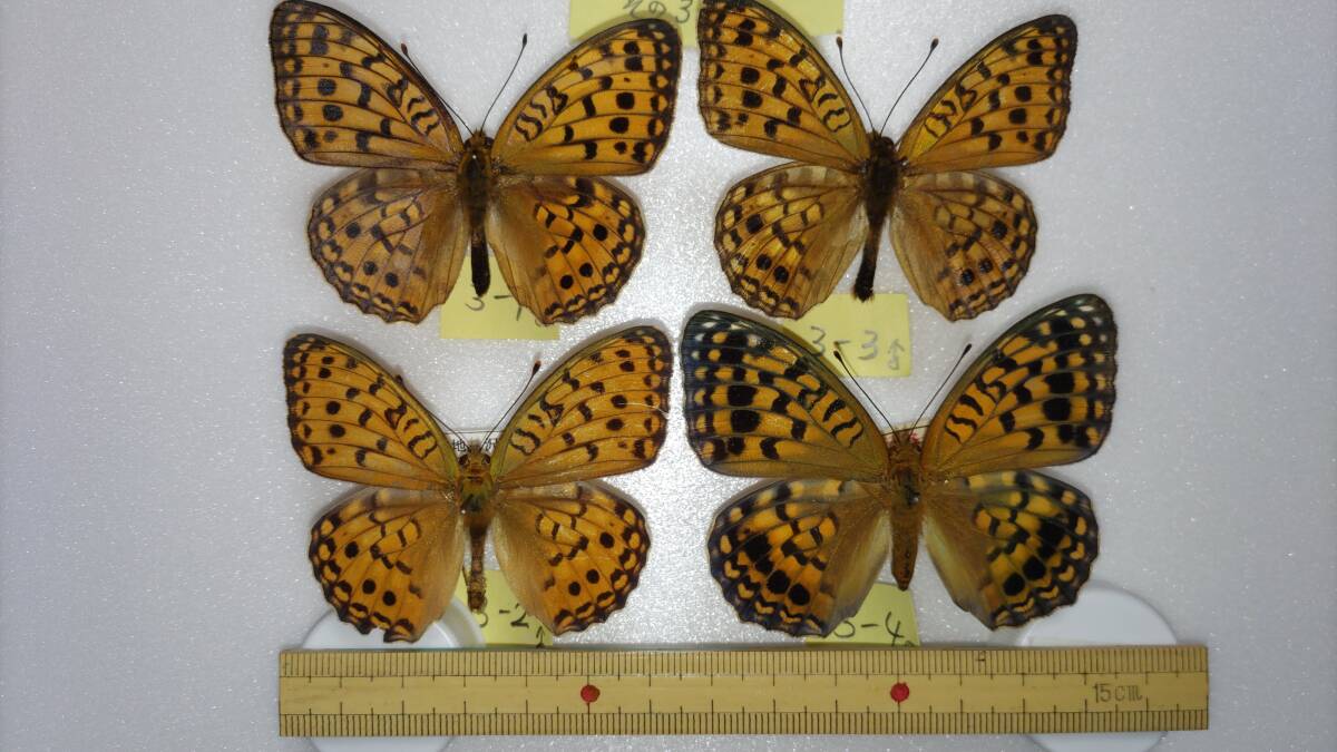 【国産蝶標本】鹿児島県産 オオウラギンヒョウモン(その3)3♂+1♀  計4頭拍卖