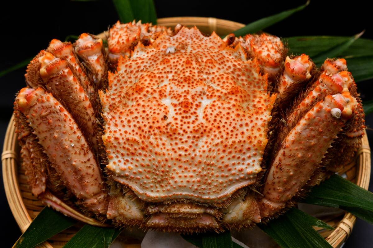 【超特大】北海道産毛蟹(約1kg)■ボイル冷凍■ビッグサイズ 最大級 年末年始 お正月 毛ガニ 蟹みそ カニ お得拍卖