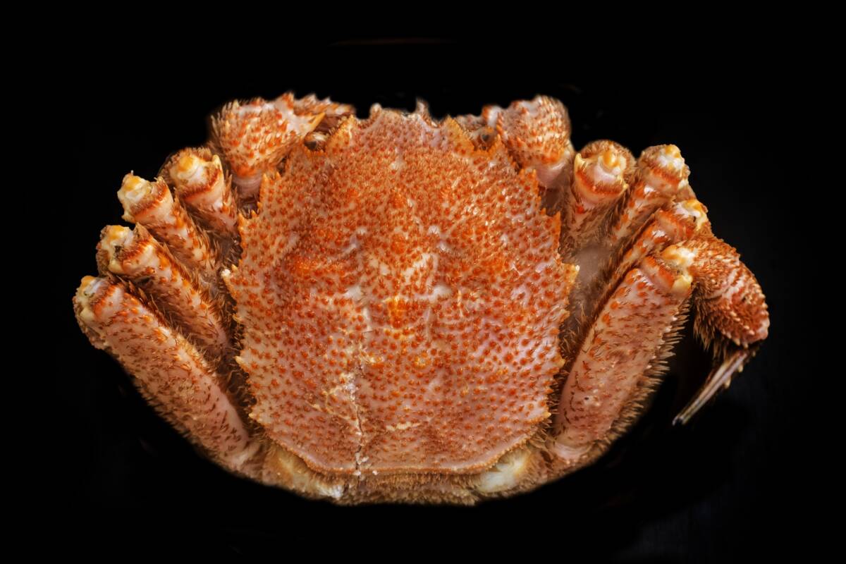 【特大】北海道産毛蟹(約913g)■ボイル冷凍■年末年始 お正月 毛ガニ 蟹みそ カニ 拍卖