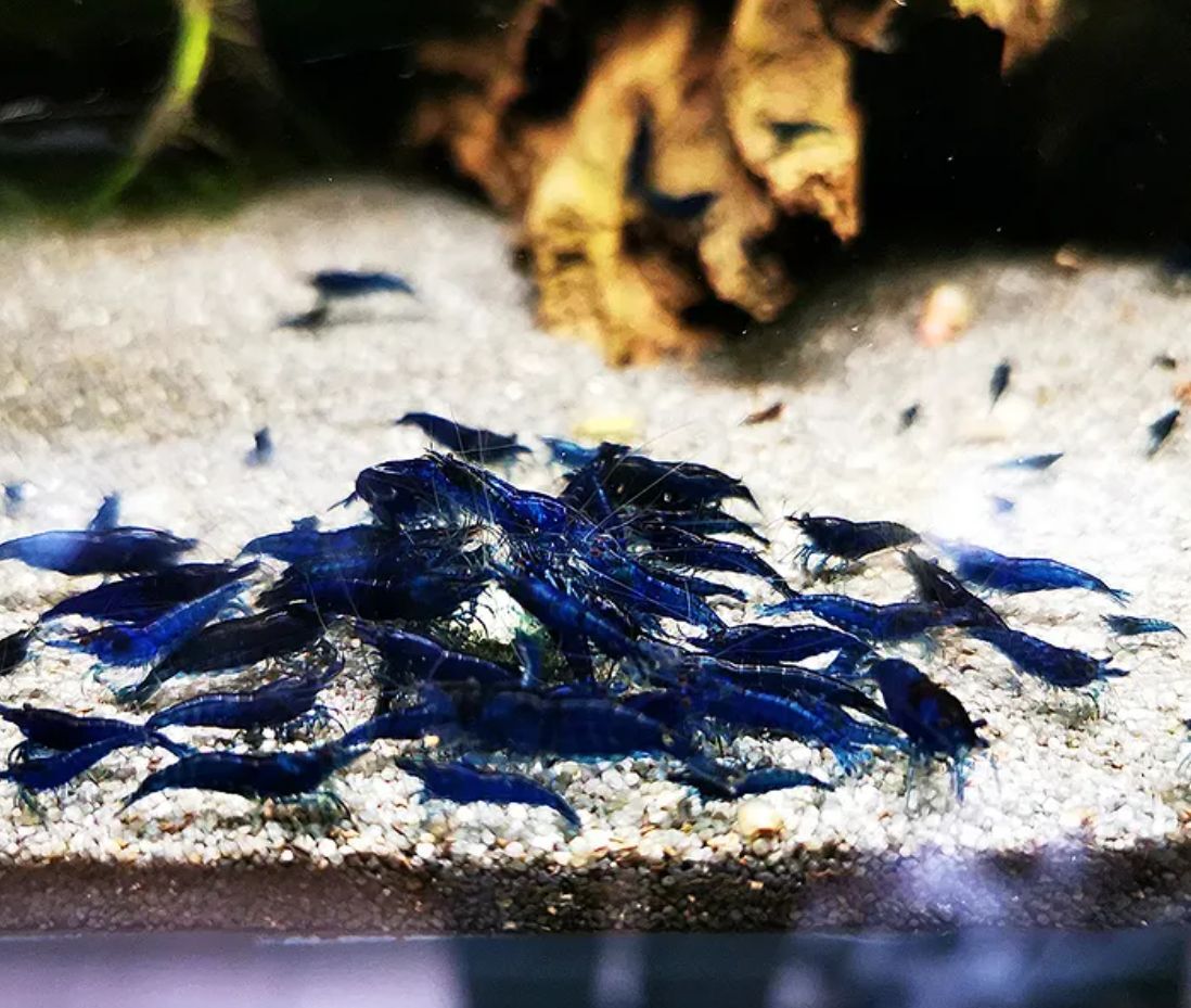 『Jellyfish』ダークブルーシュリンプ20匹+死着保障 サイズ約0.8㎝~1.5㎝前後(送料無料・雄雌抱卵個体無選別水槽から)拍卖