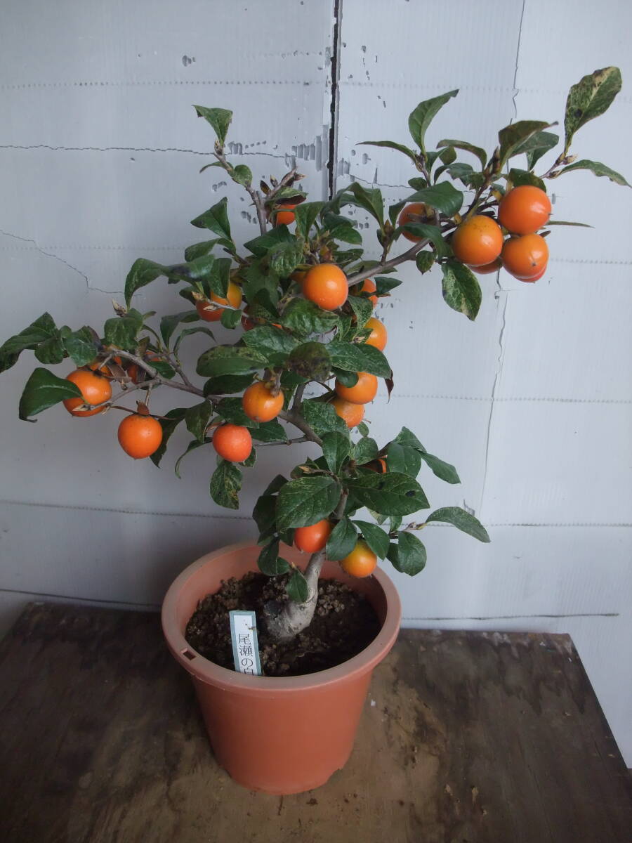 ローヤ柿(尾瀬の白雪)接木苗 ロウヤ柿・老鴉柿・老爺柿・盆栽 拍卖