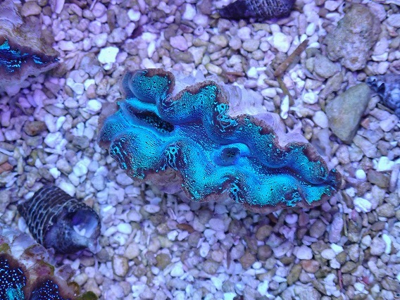 No.1 ヒメジャコガイ(ヒメシャコガイ)ブルーメタリック 【16時までのご注文で当日発送!(定休日除く)】拍卖