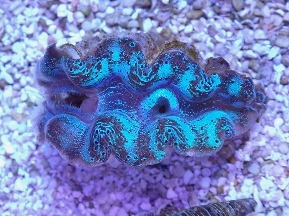 No.13 ヒメジャコガイ(ヒメシャコガイ)ブルーメタリック 【16時までのご注文で当日発送!(定休日除く)】拍卖