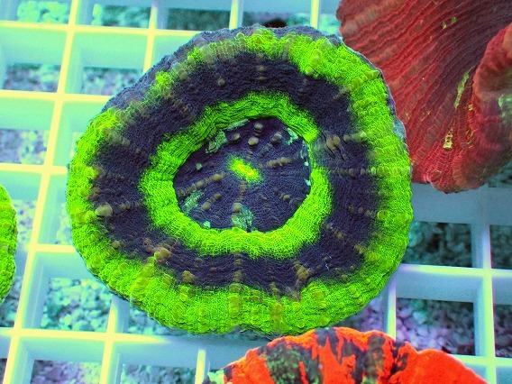 サンゴ スコリミア No.21 オーストラリア産 スコリミア UFO 【16時までのご注文で当日発送!(定休日除く)】拍卖